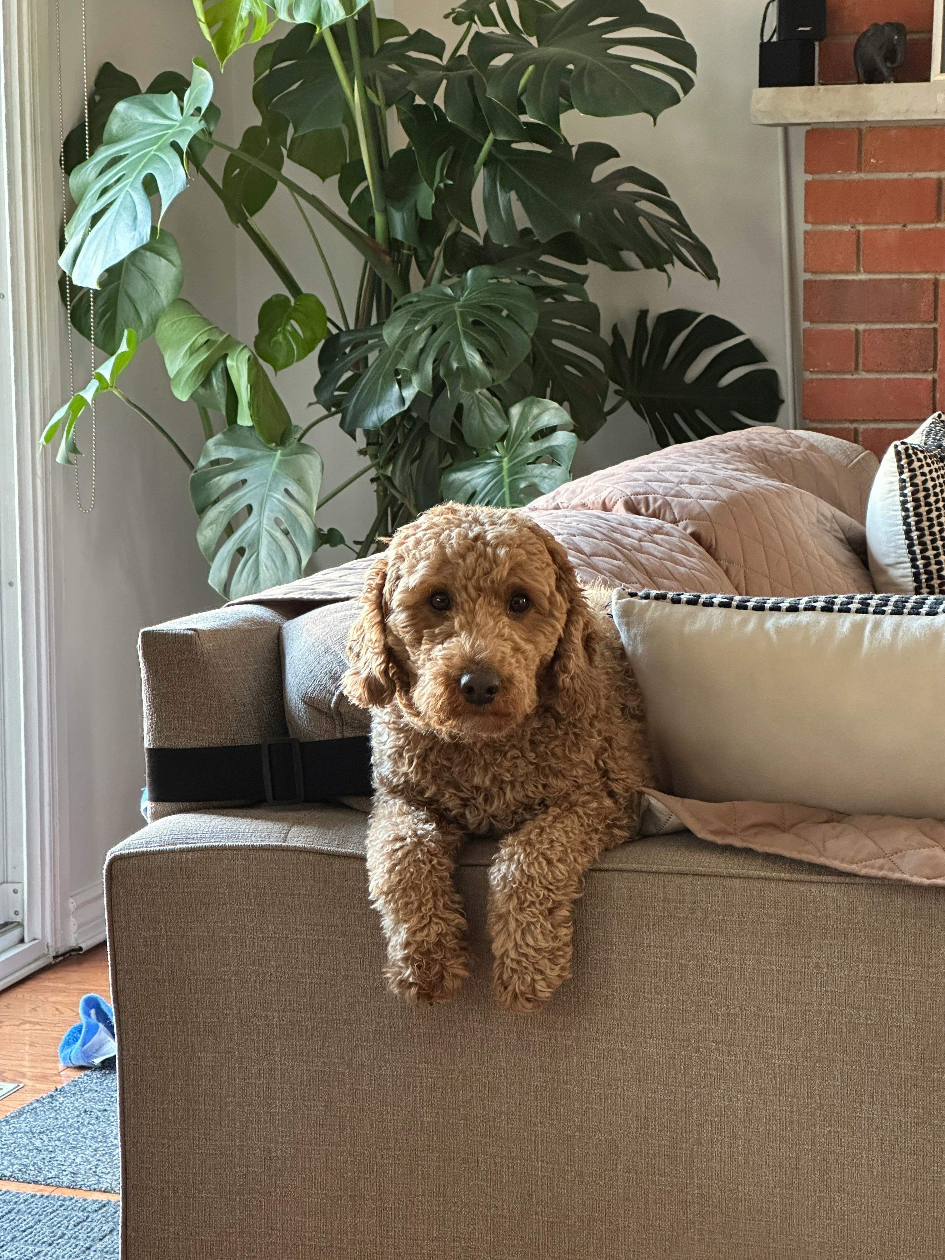 Sofa Covers for Pets: The Smartest Way to Protect Your Couch (Backed by Data)