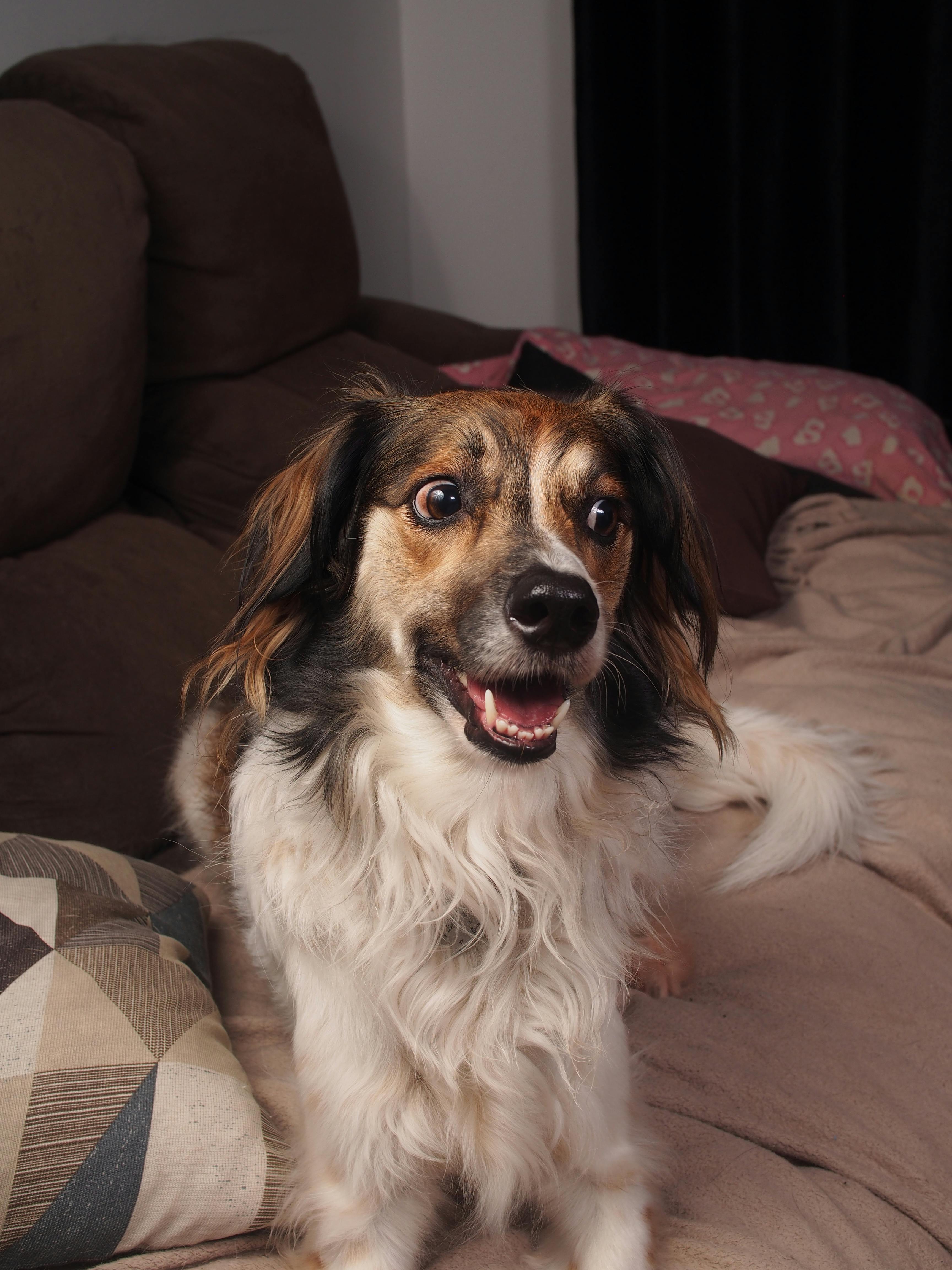Why Pet Couch Covers Are a Game-Changer for Pet Parents (And Your Furniture)