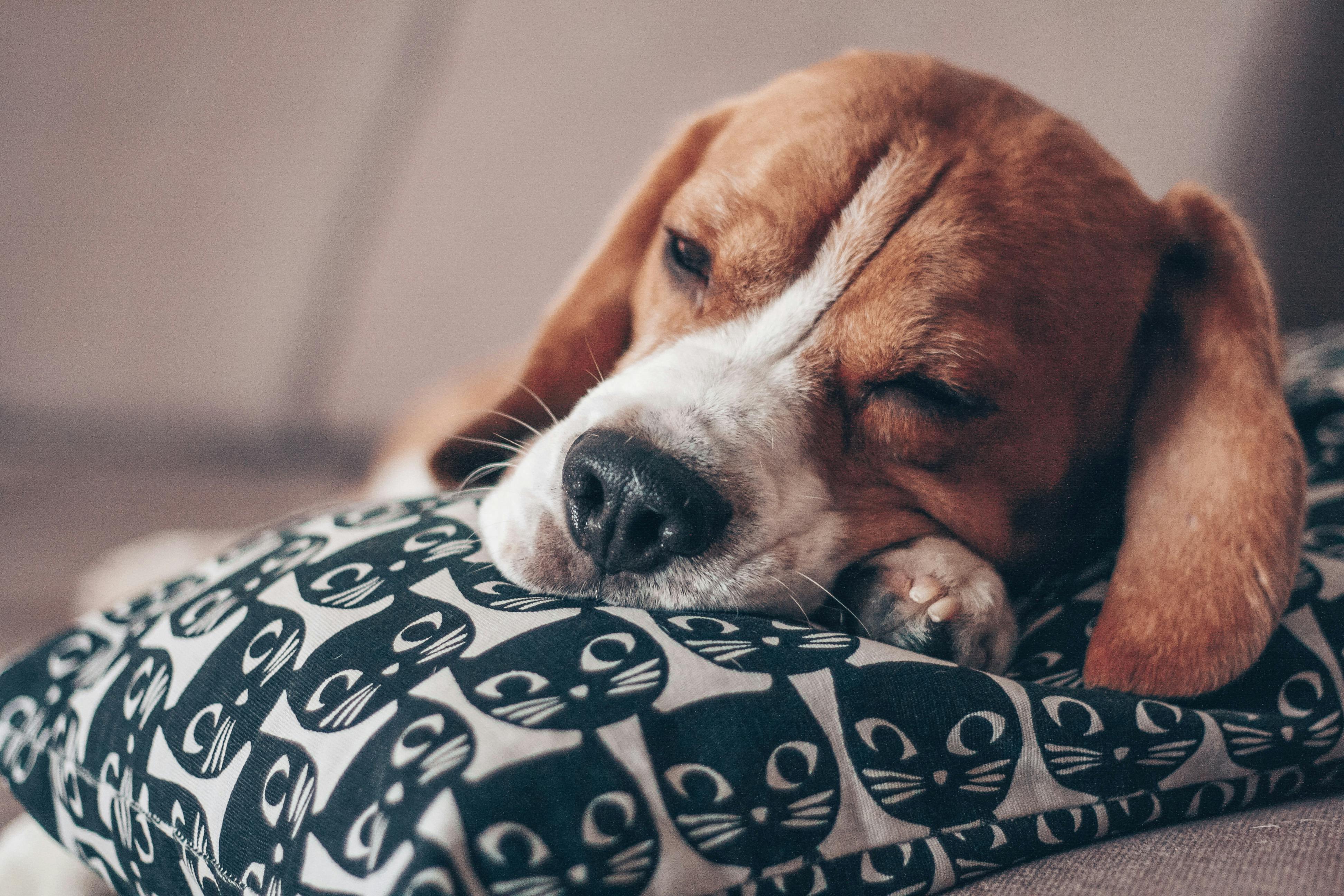 🐶 Basset Hound: The Must-Read Guide for Prospective Owners