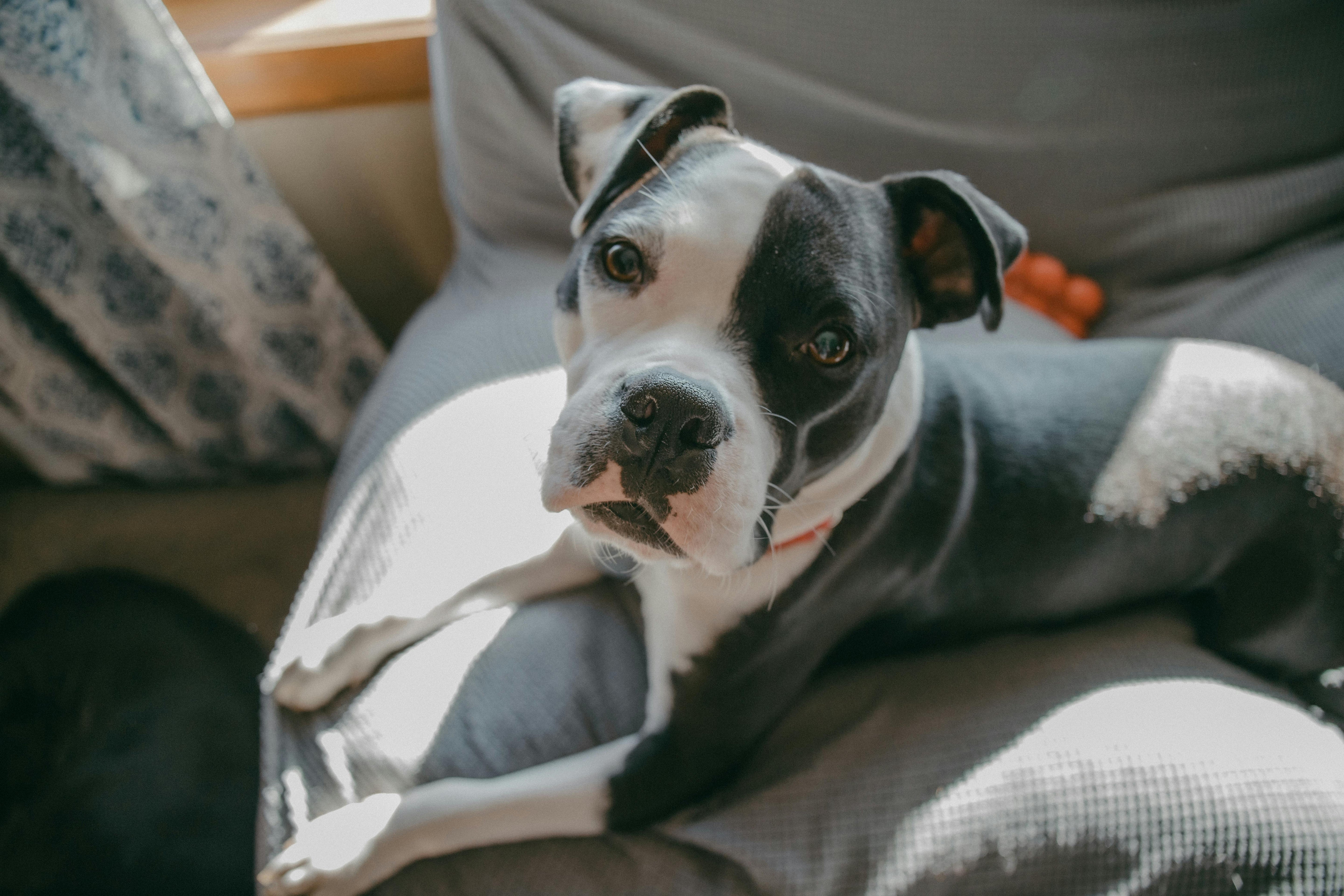 The Ultimate Guide to Pet Covers for Furniture: Stylish Protection for Pet Lovers