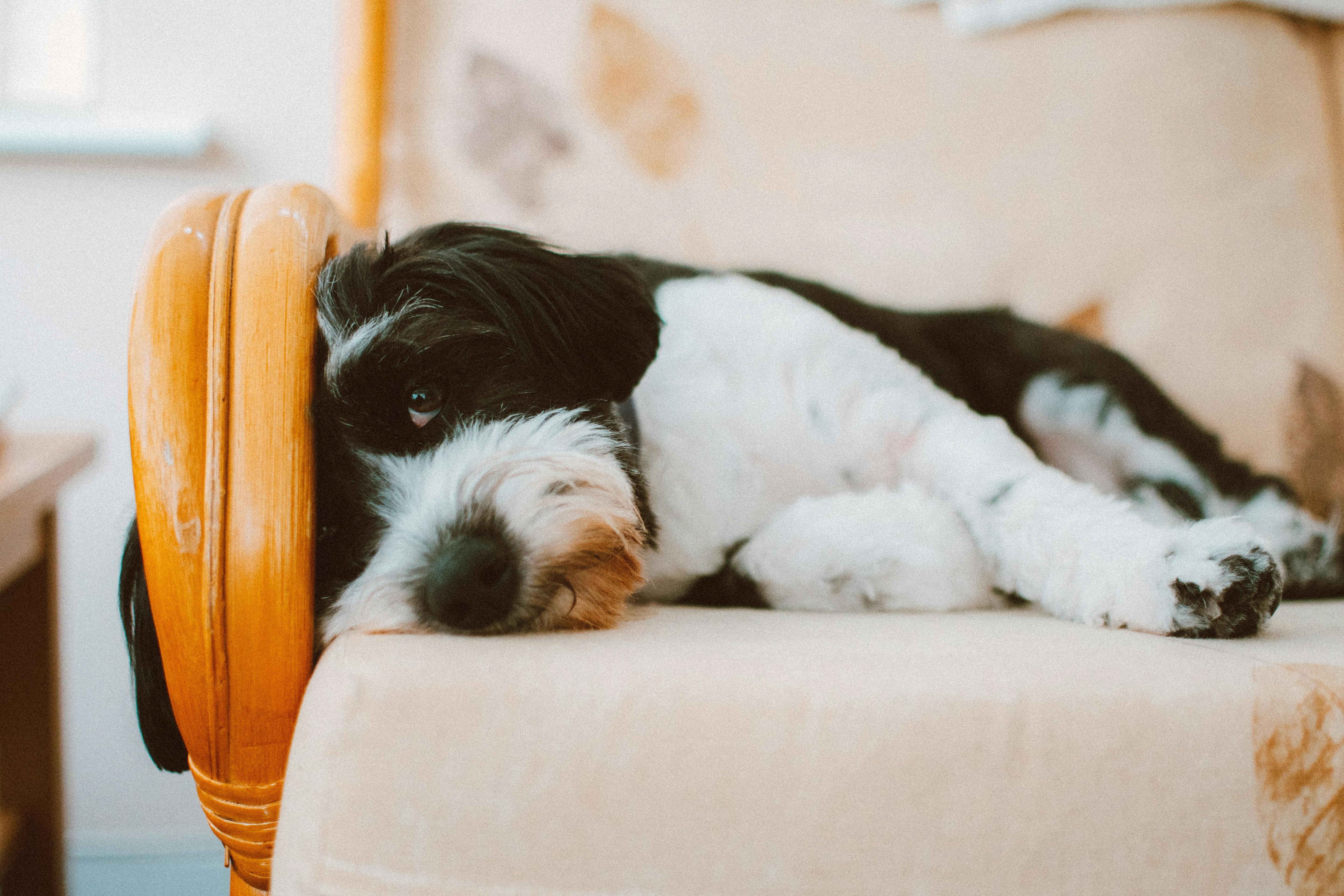 🐶 Dog Shih Tzu: Complete Guide to the Beloved “Little Lion Dog”