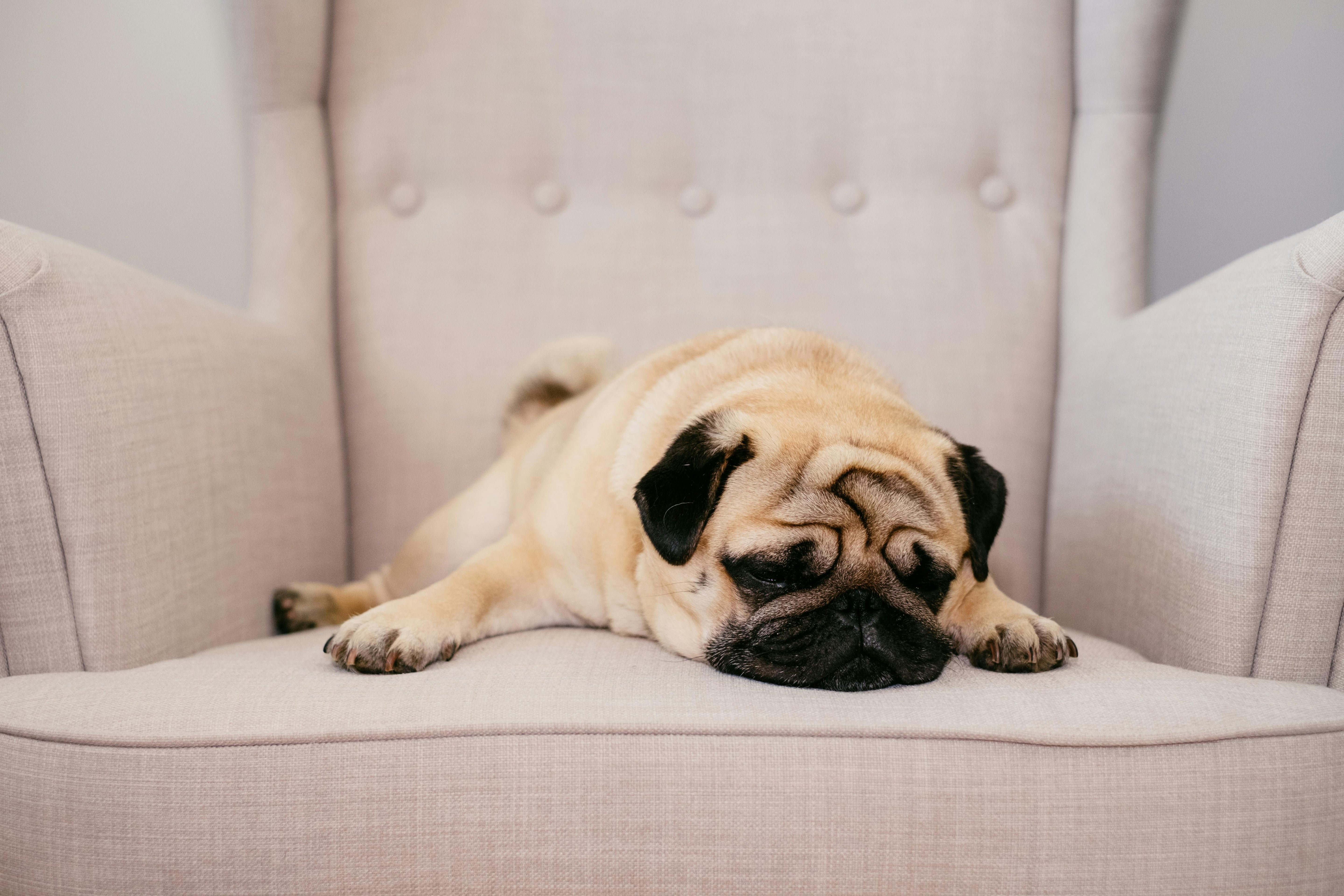 🐾 Pug Dog Breed: Complete Guide + Why Your Couch Needs a Cover