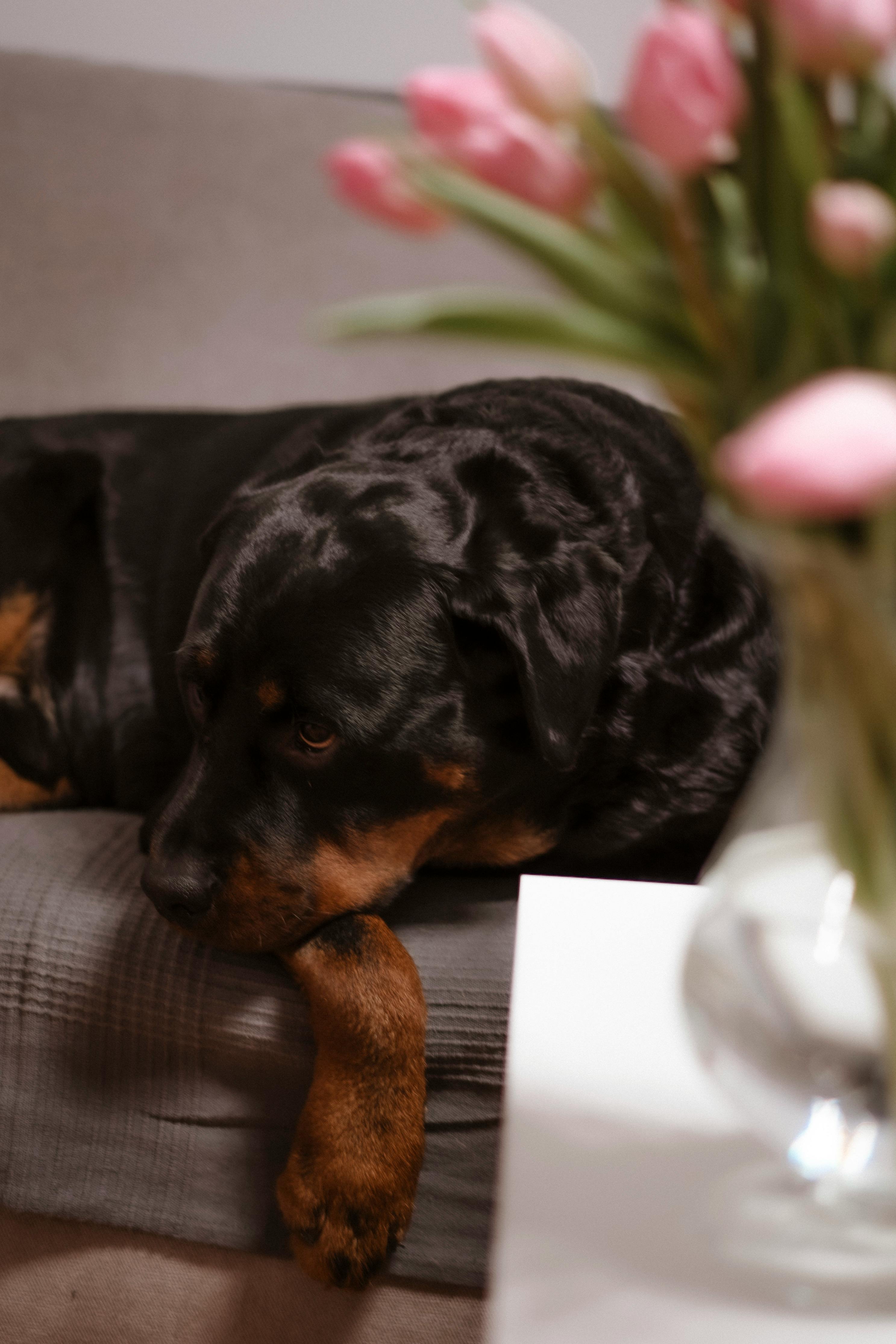 Dog Rottweiler Odor: Why It’s Stronger and How a Couch Cover Can Save Your Furniture