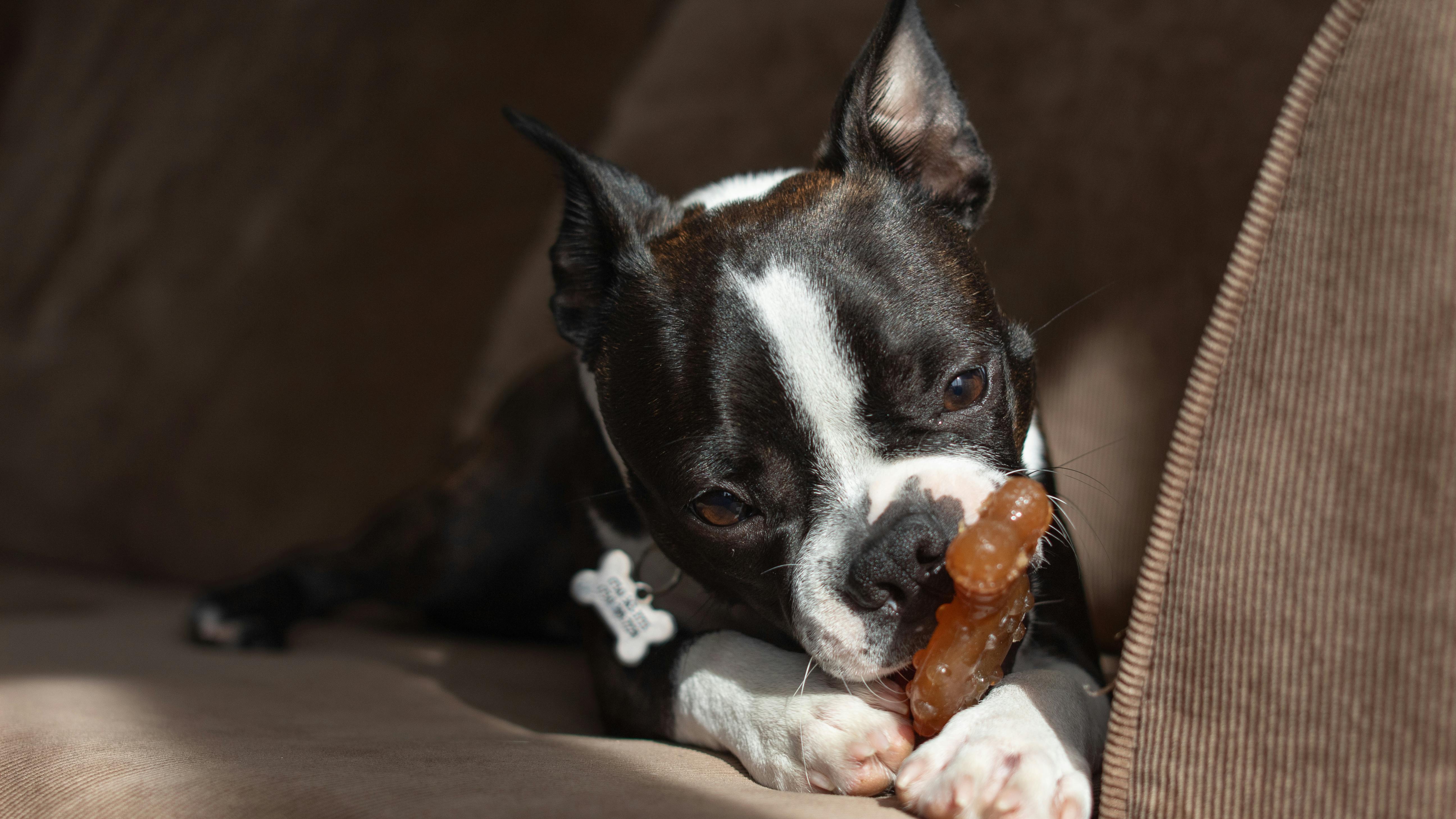 🏙️ Boston Terriers in Massachusetts: The Ultimate Guide for Urban Pet Parents