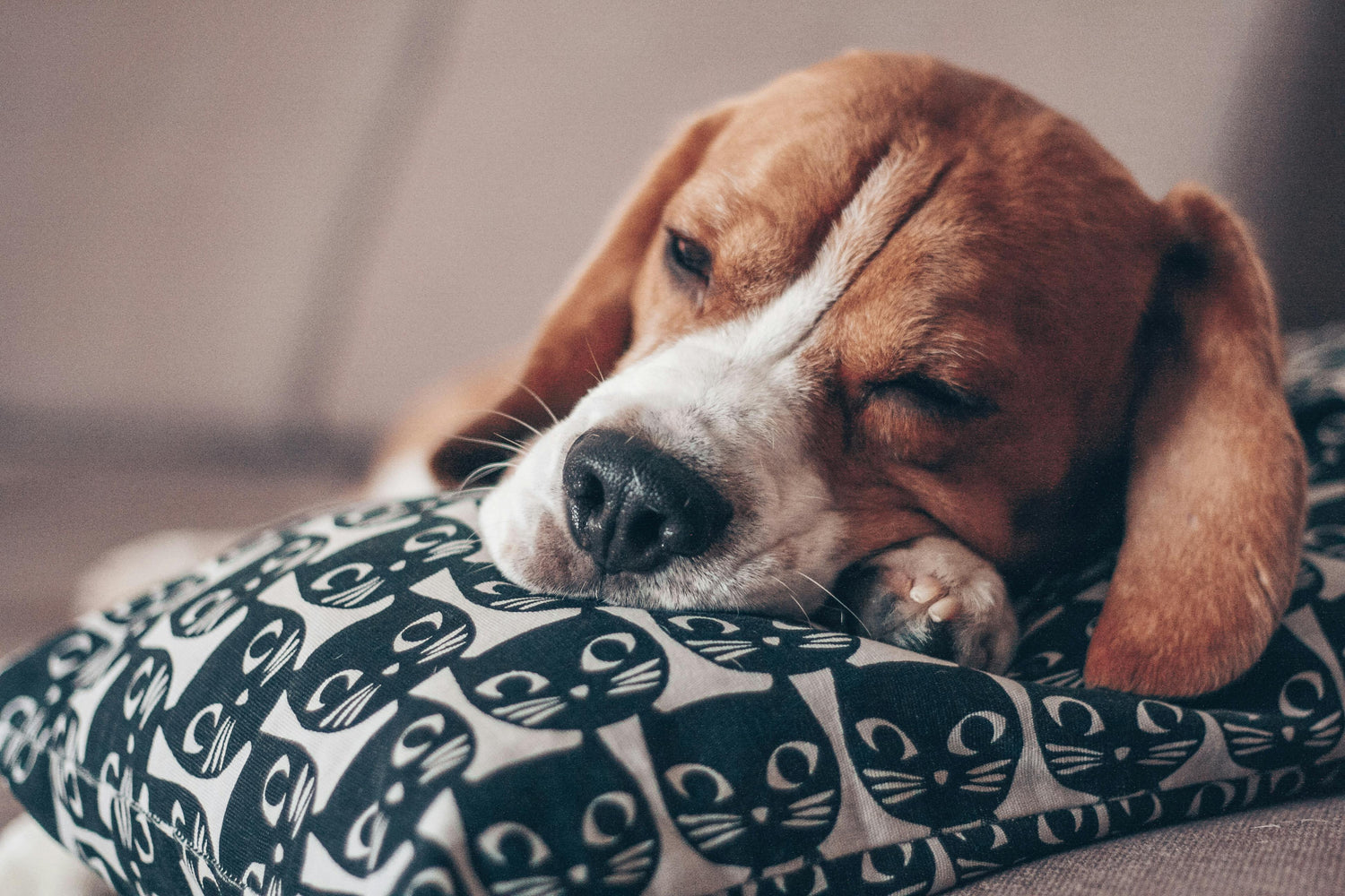 🐶 Basset Hound: The Must-Read Guide for Prospective Owners