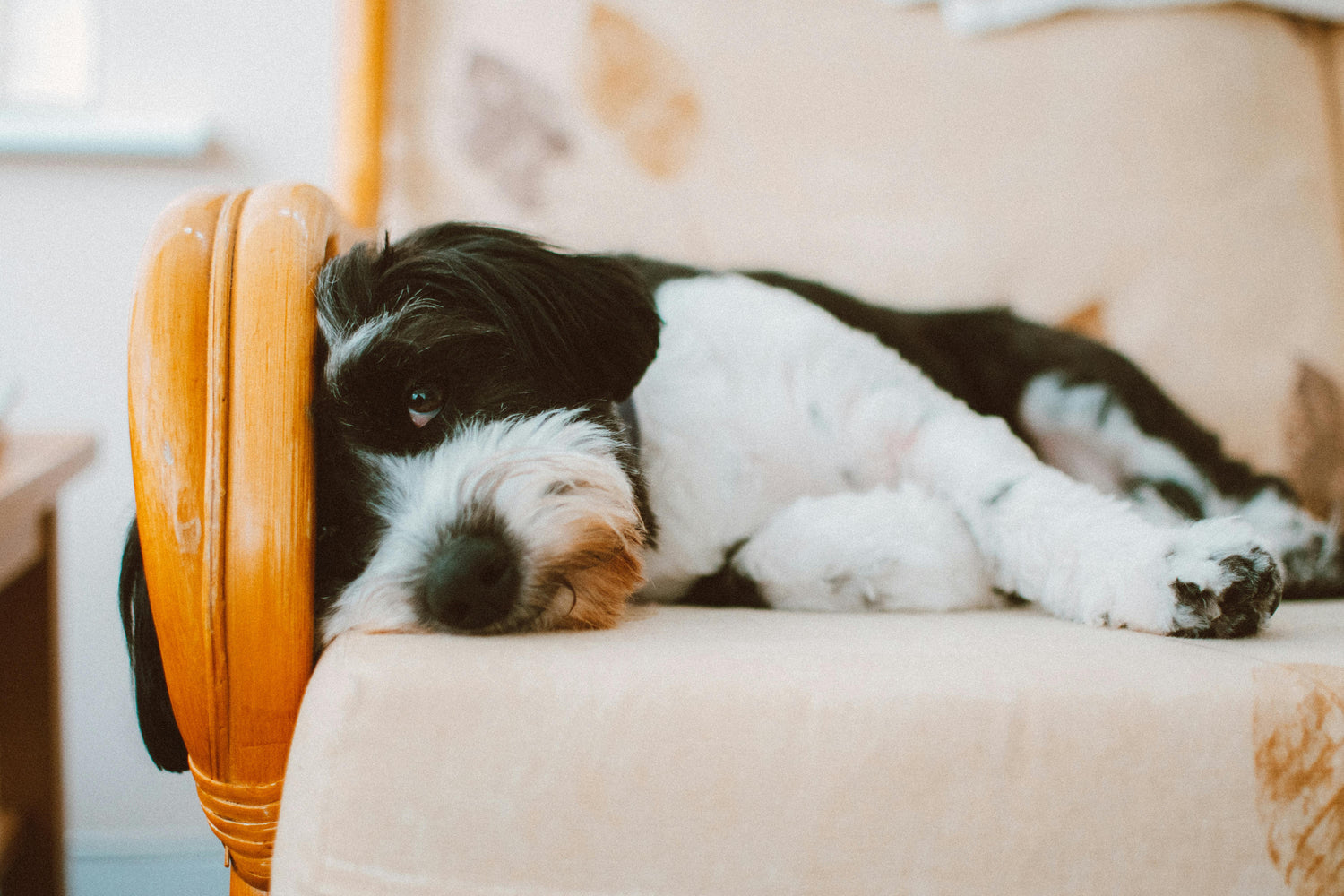 🐶 Dog Shih Tzu: Complete Guide to the Beloved “Little Lion Dog”