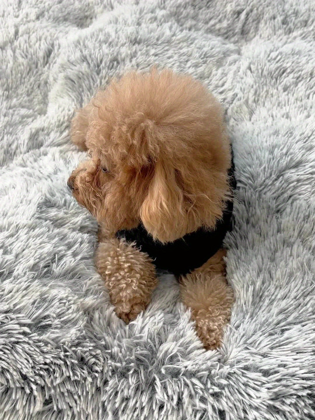 Plush Soft Dog Crate Bed – Washable Anti-Slip Mat Pad for Small–Large Dogs & Cats